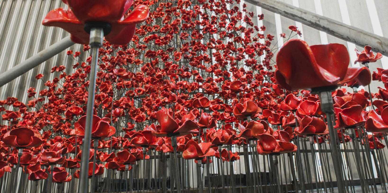 Event - Winter IWM Poppies