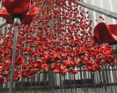 Event - Winter IWM Poppies