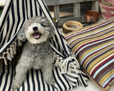 dog in teepee