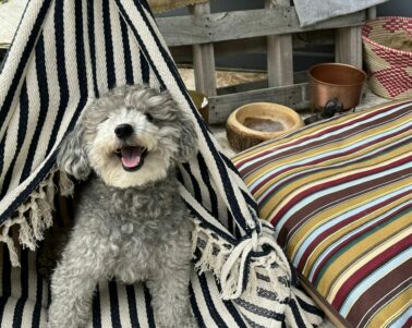 dog in teepee
